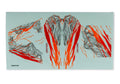 Traxxas TXC-4M Orange RC Car Body Decals