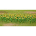 cJTT Scenery 95524 50mm Sunflowers (8324604330221)