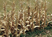 cJTT Scenery 95588 1/100 Dried Corn Stalks (8324606394605)
