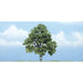 Woodland Scenics TR1615 TREES BEECH (1) (7540643102957)
