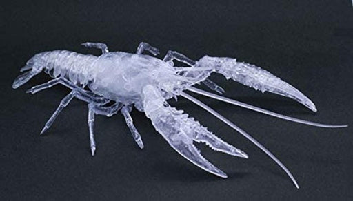 Fujimi 171005 Biology Research 24EX-2: Procambarus Clarkii (Crayfish) Snap Kit - Clear (7546274054381)