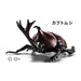 Fujimi 171234 Biology: Beetle (8324822860013)
